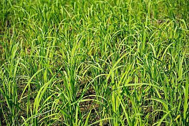 大侠立志传队友选择推荐，大侠立志传最强侠客人物排行榜